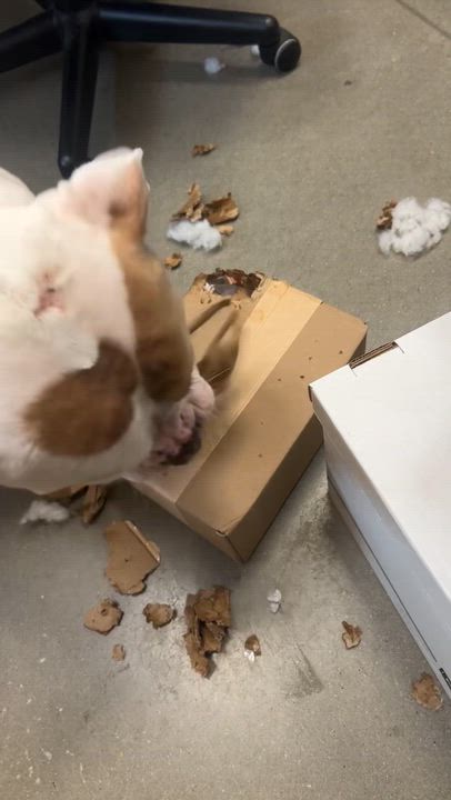 Enlarge Mitch, a ADOPTABLE mixed breed in Charlotte, NC video 3/6