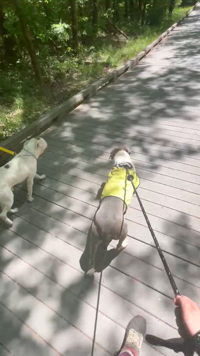 Enlarge Mitch, a ADOPTABLE mixed breed in Charlotte, NC video 6/6