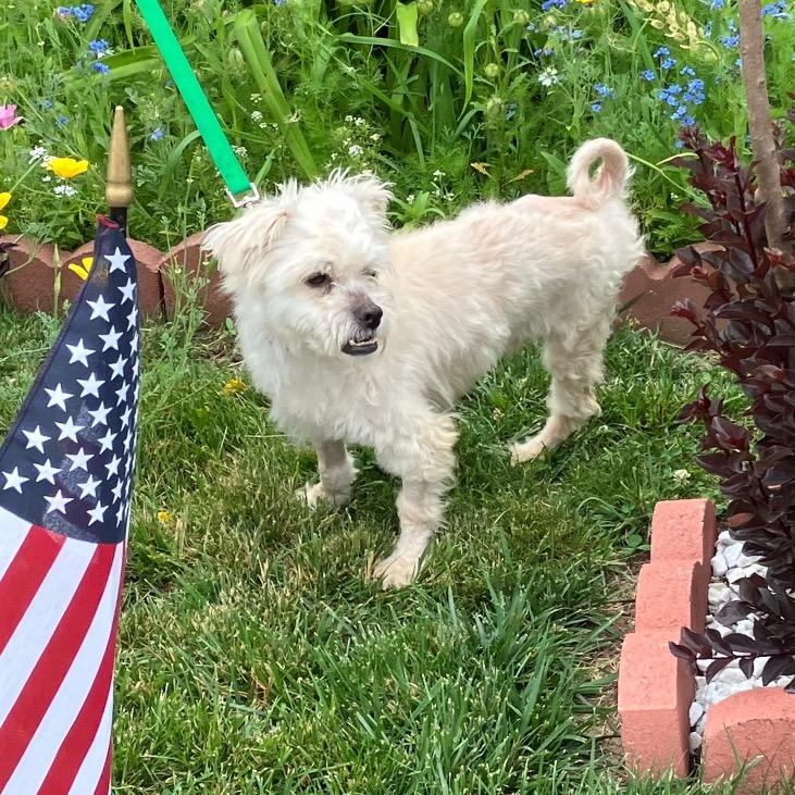 Enlarge MONTGOMERY, a Adoptable Maltese in Berlin, NJ image 2/5