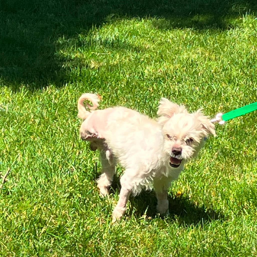 Enlarge MONTGOMERY, a Adoptable Maltese in Berlin, NJ image 3/5