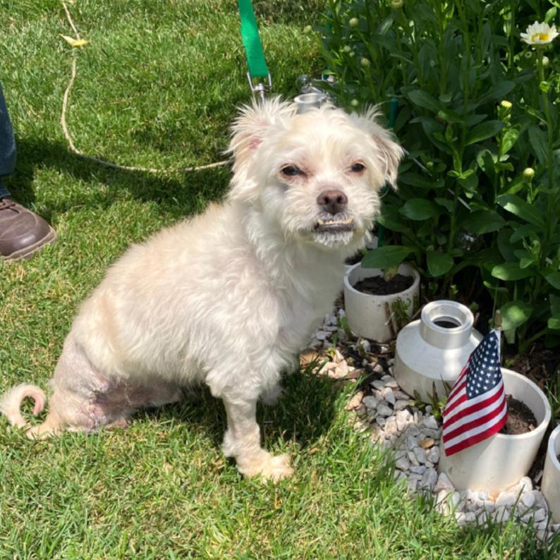Enlarge MONTGOMERY, a Adoptable Maltese in Berlin, NJ image 4/5