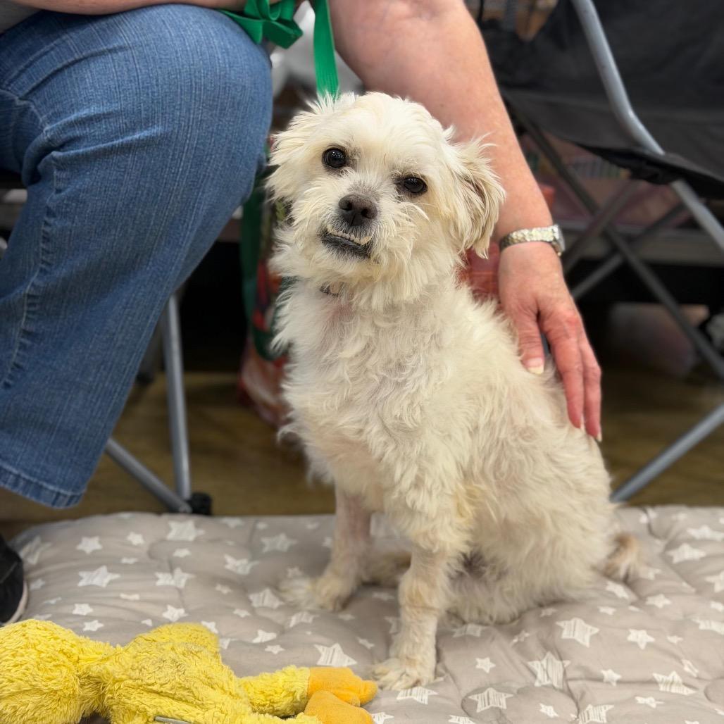 Enlarge MONTGOMERY, a Adoptable Maltese in Berlin, NJ image 5/5