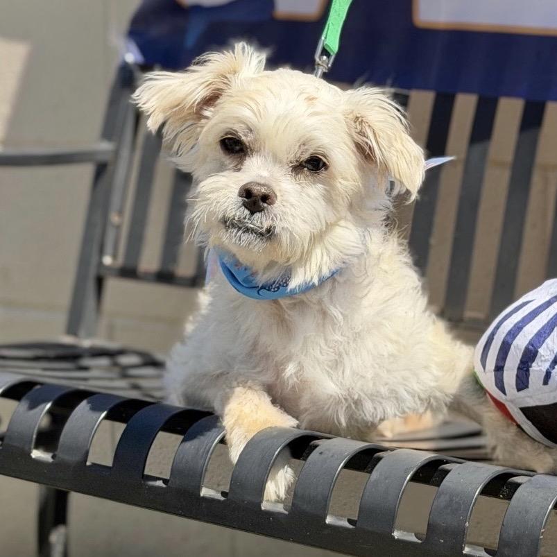 MONTGOMERY, Adoptable, Adult Male Maltese.