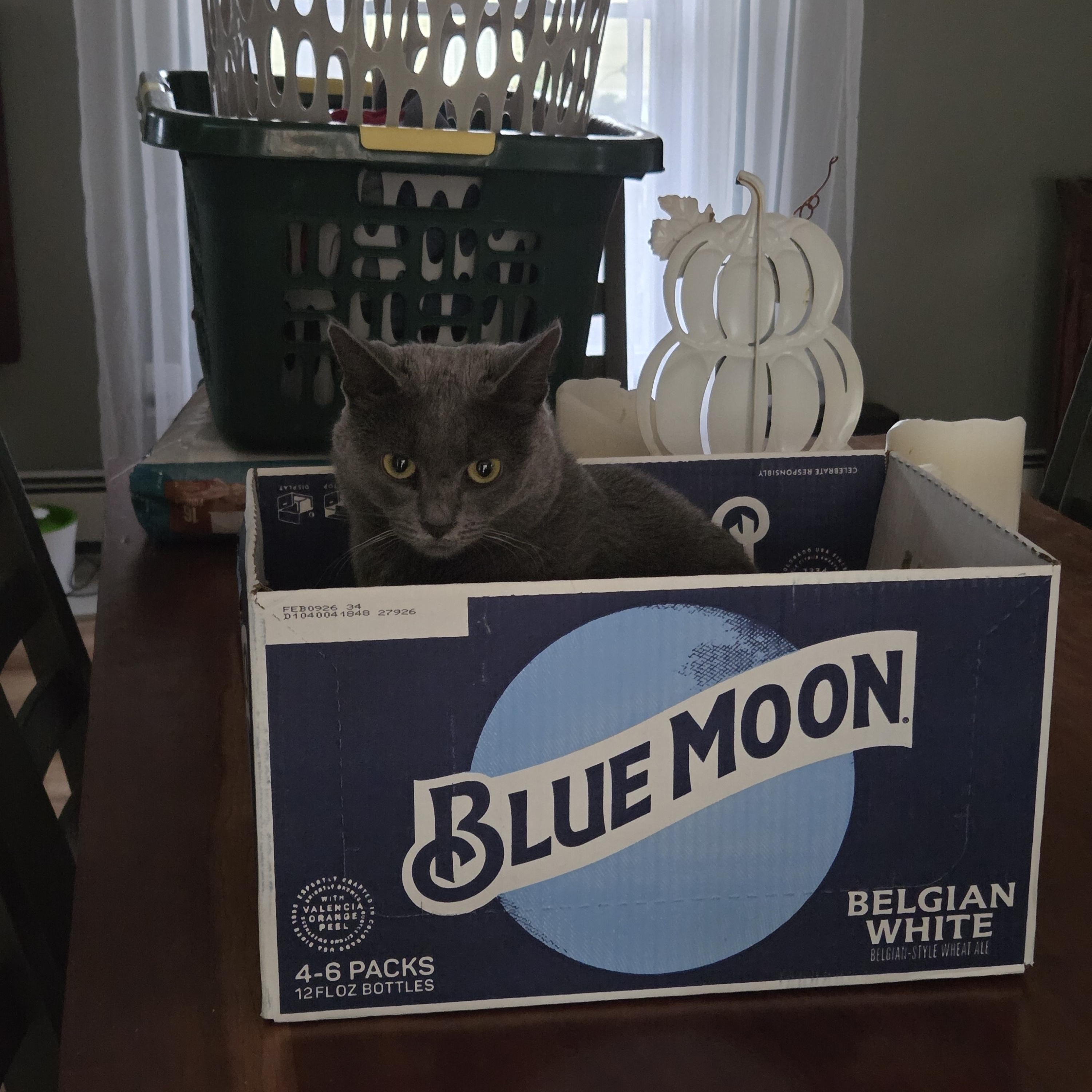 Poetry, an adopted mixed breed in Palisades Park, NJ image 4/5