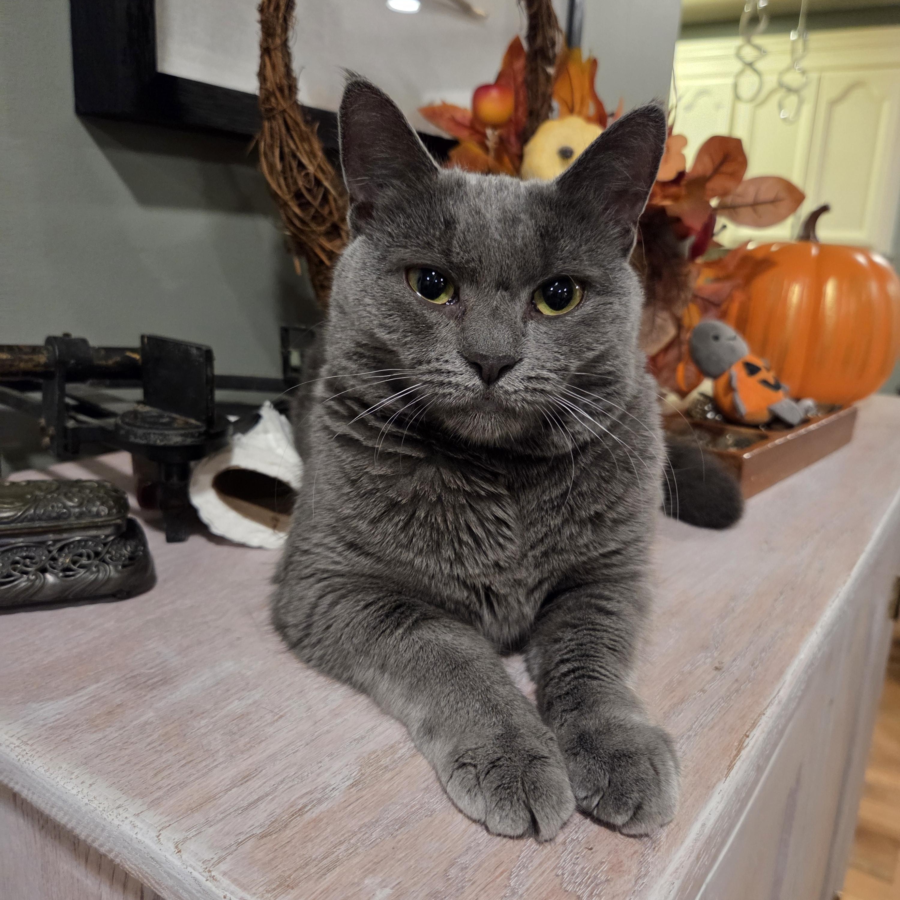 Poetry, adopted, Adult Female Russian Blue.