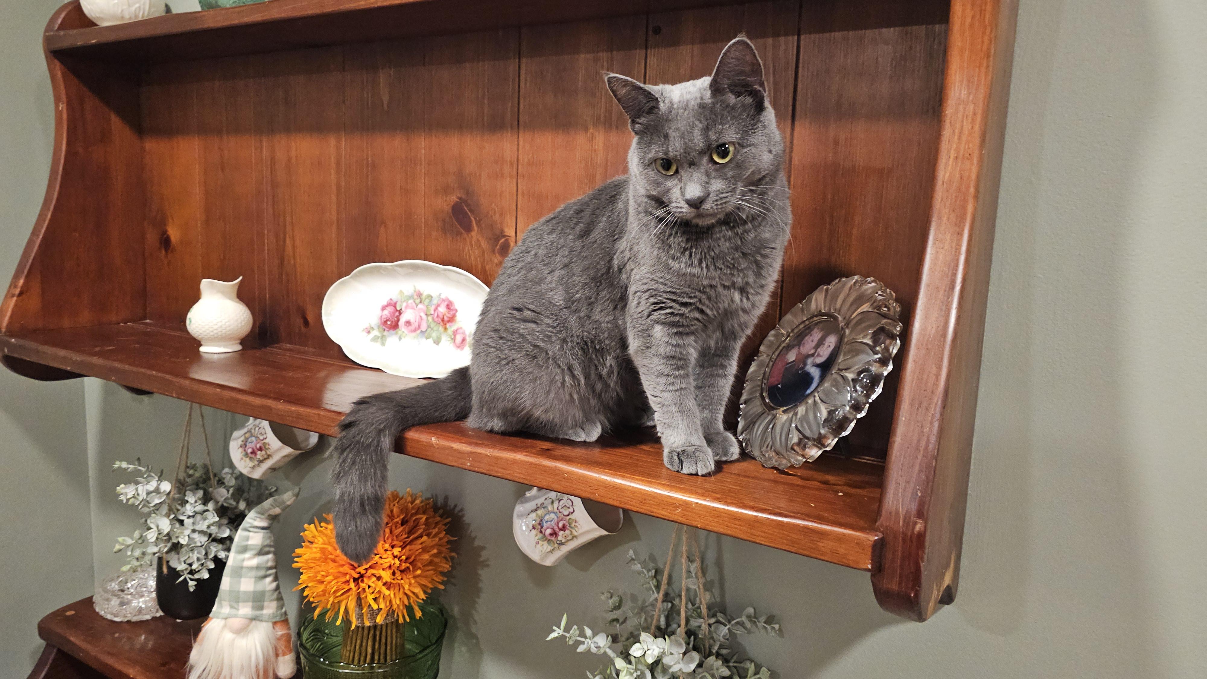 Poetry, an adopted mixed breed in Palisades Park, NJ image 3/5