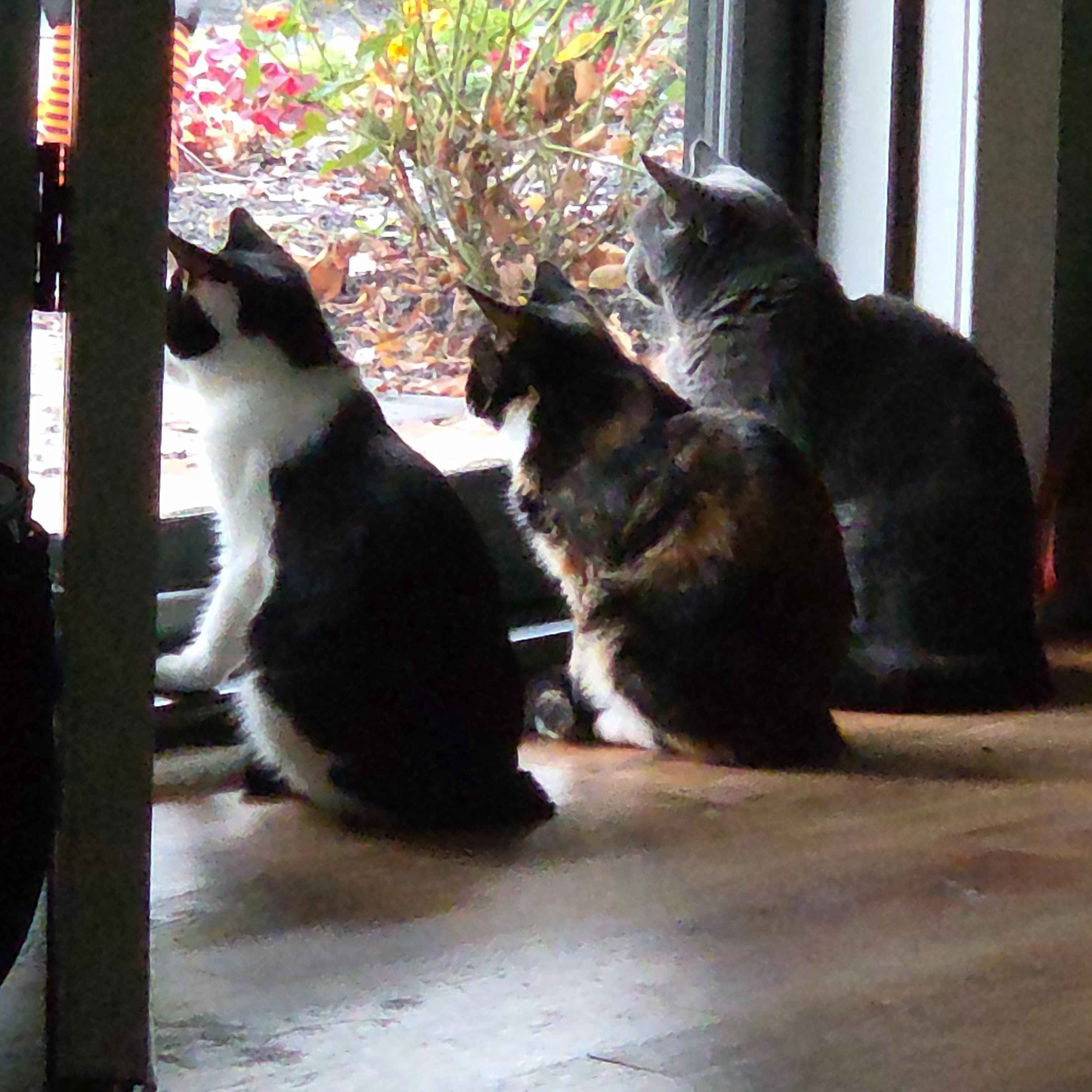 Poetry, an adopted mixed breed in Palisades Park, NJ image 5/5