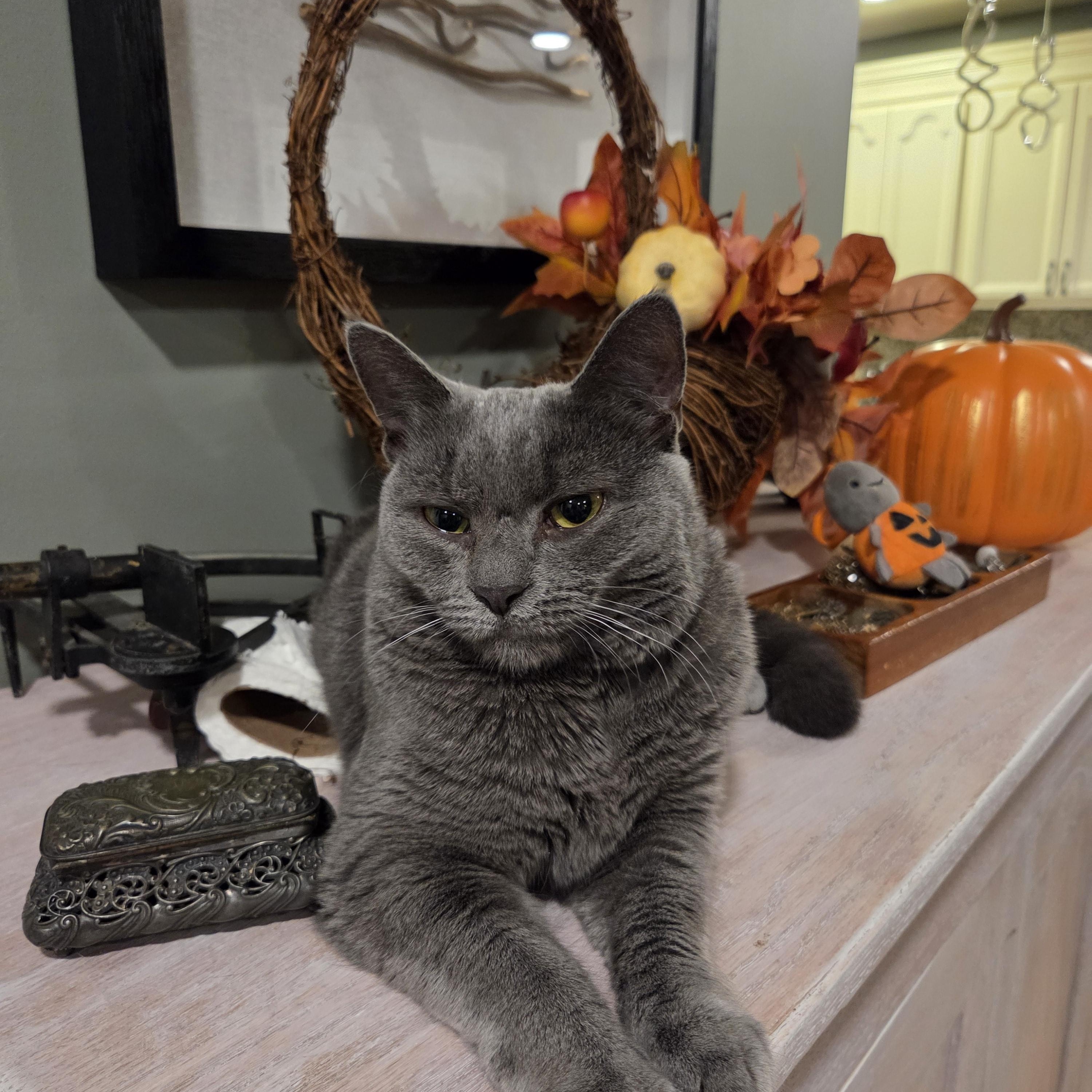 Poetry, an adopted mixed breed in Palisades Park, NJ image 2/5