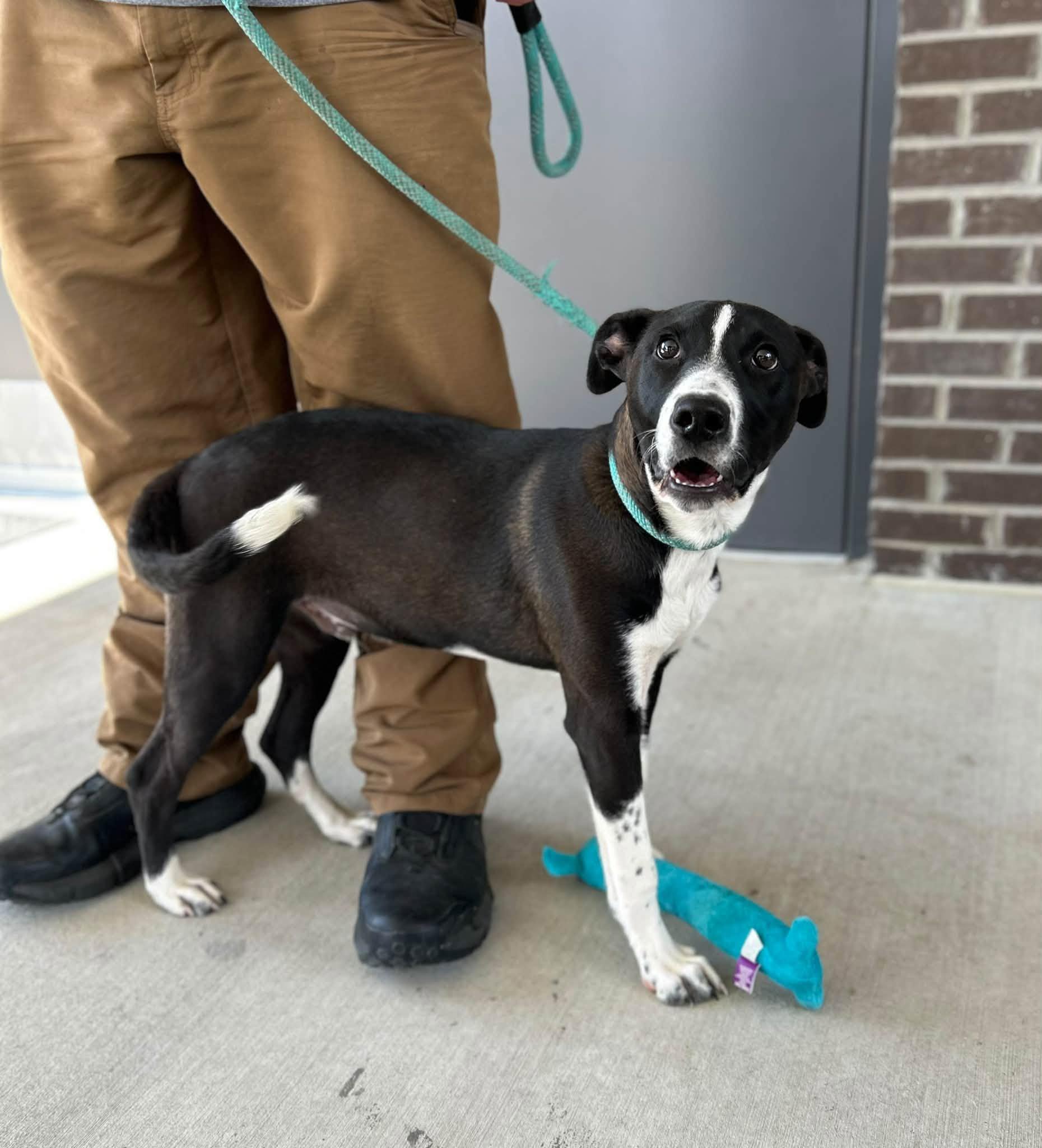 Enlarge Henderson, a Adoptable mixed breed in Manchester, TN image 4/5