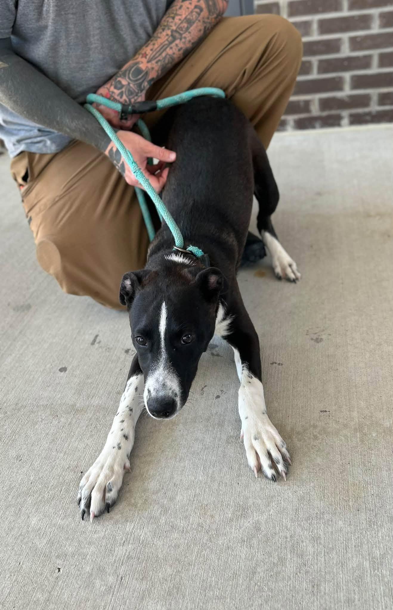 Enlarge Henderson, a Adoptable mixed breed in Manchester, TN image 3/5