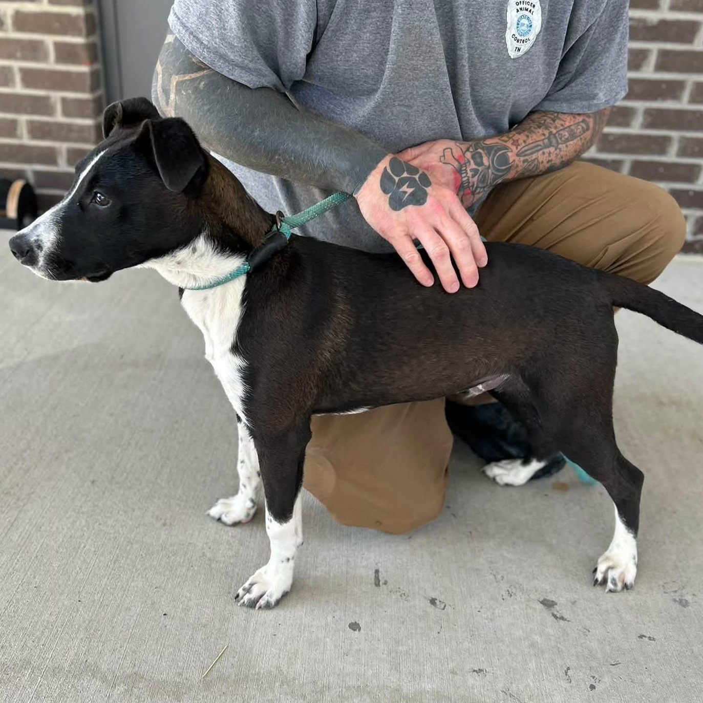 Enlarge Henderson, a Adoptable mixed breed in Manchester, TN image 2/5