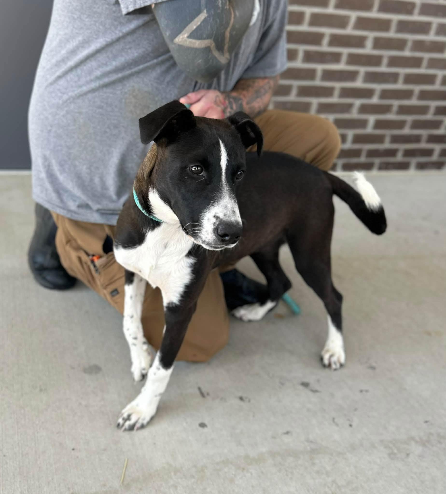 Enlarge Henderson, a Adoptable mixed breed in Manchester, TN image 5/5
