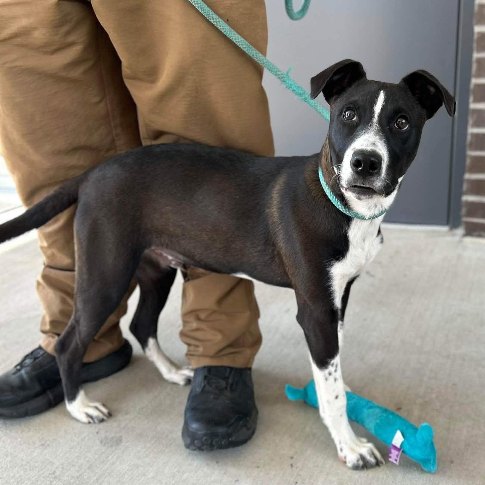Henderson, Adoptable, Puppy Male Black Labrador Retriever.