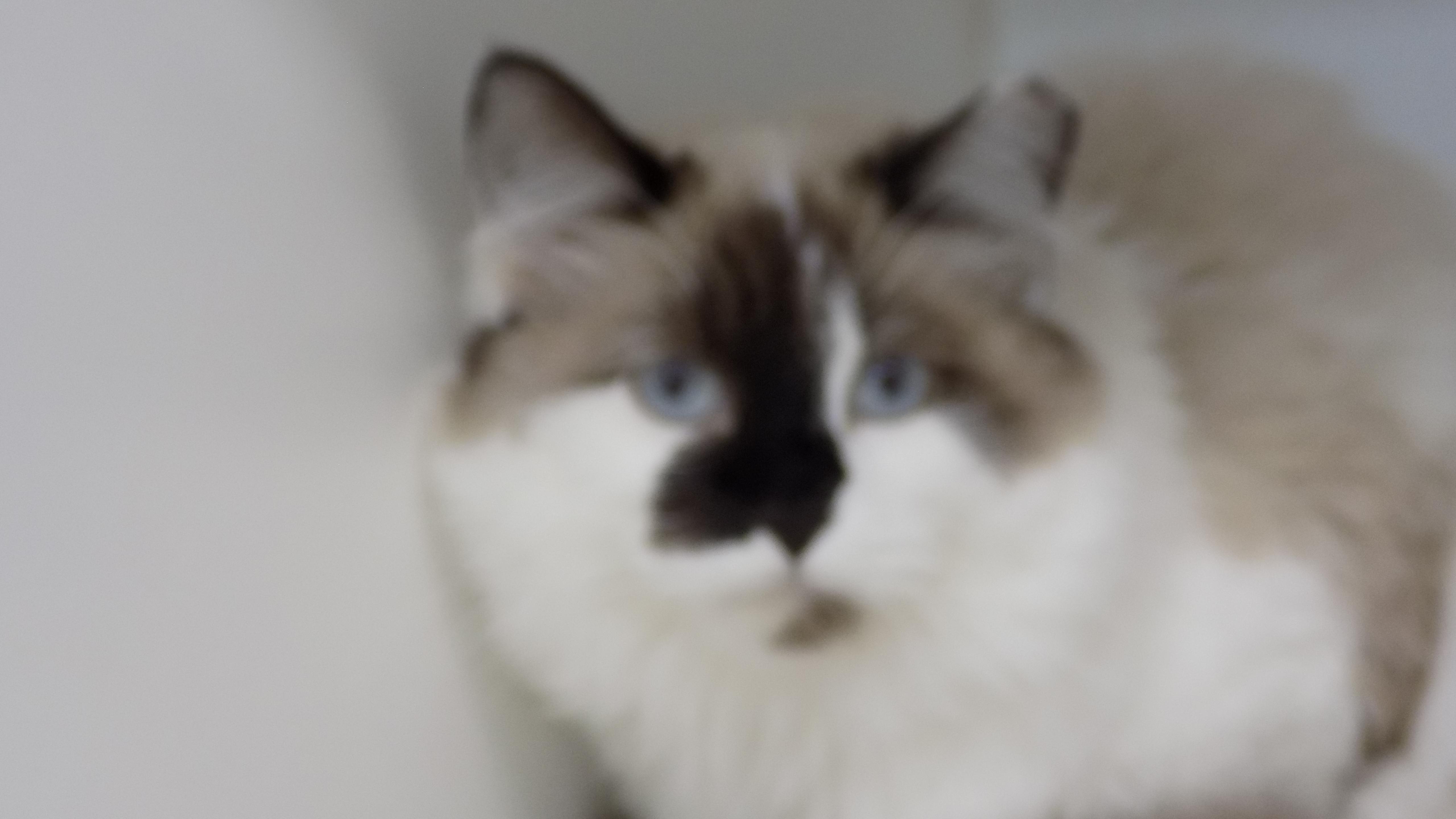 Criquet, ADOPTABLE, Kitten Female Domestic Long Hair.