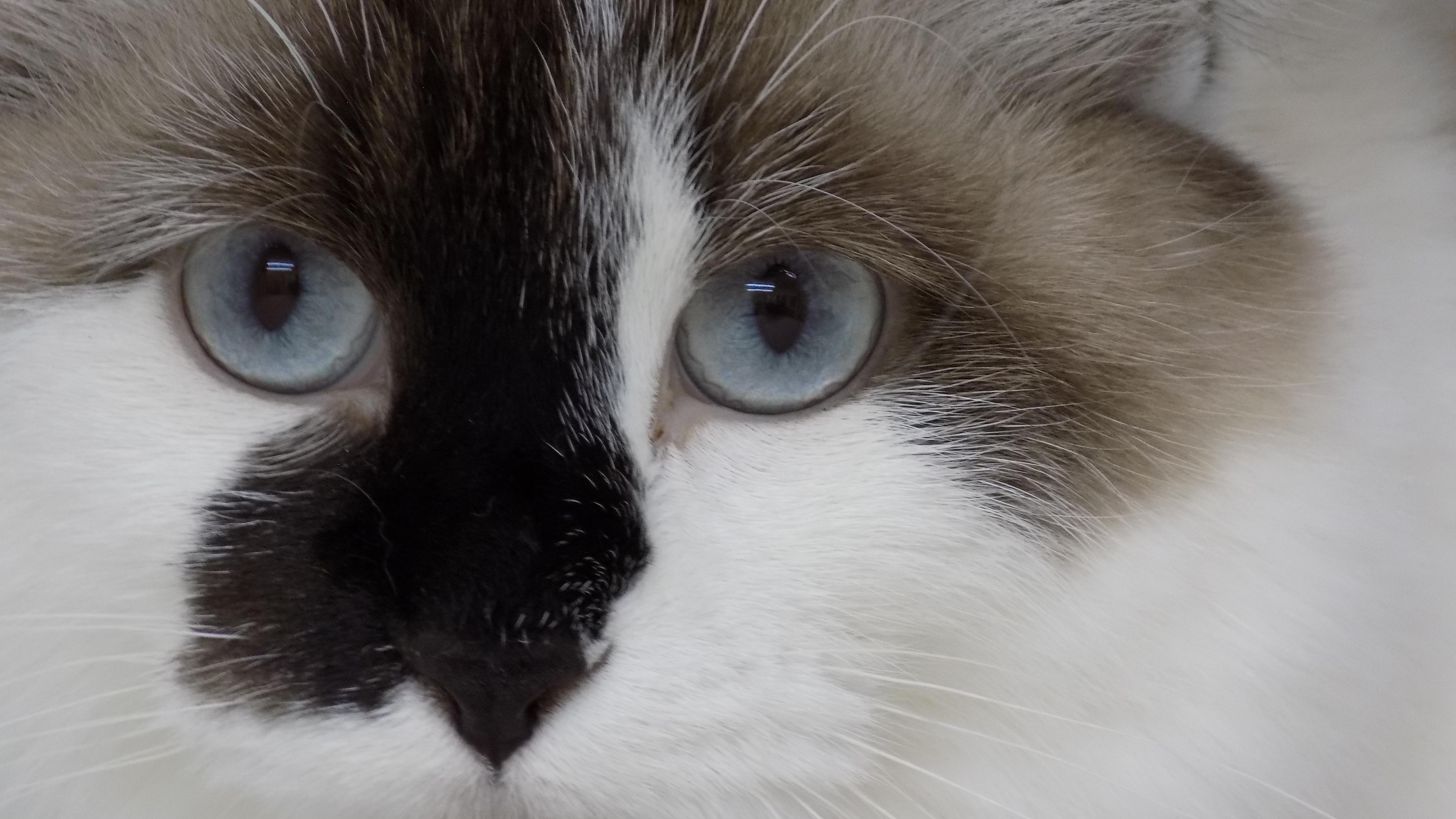 Criquet, a ADOPTABLE Domestic Long Hair in Savanna, IL image 2/3