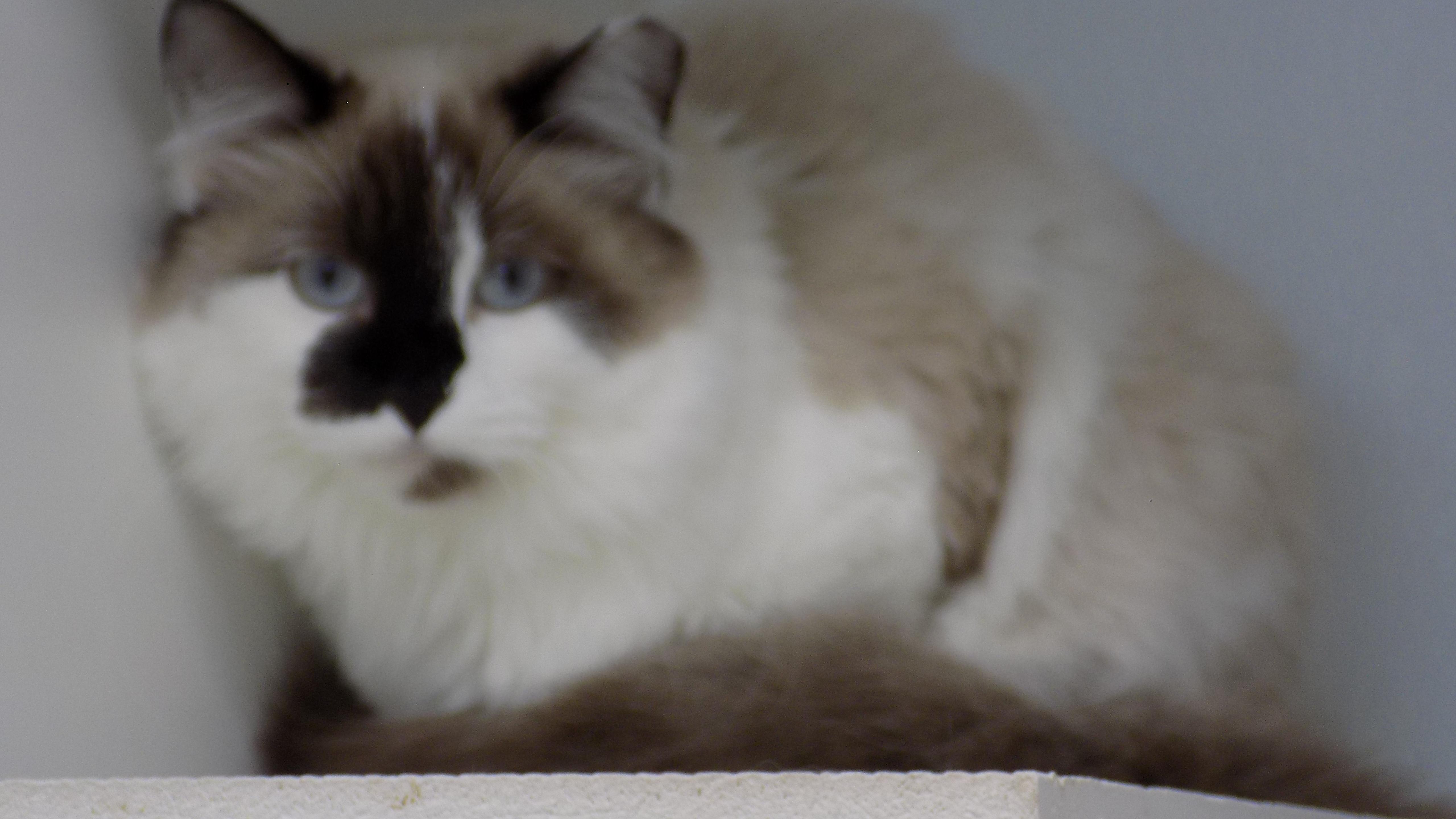 Criquet, a ADOPTABLE Domestic Long Hair in Savanna, IL image 3/3