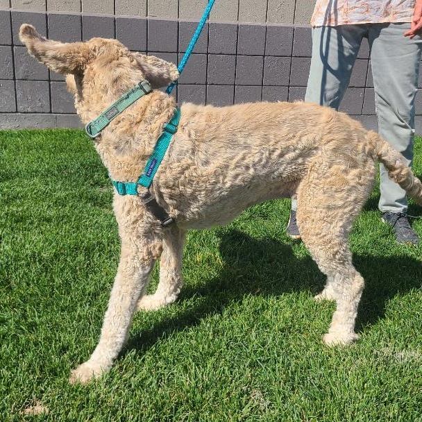 Polly (and Lucy), an adoptable Goldendoodle in Millville, UT, 84326 | Photo Image 3