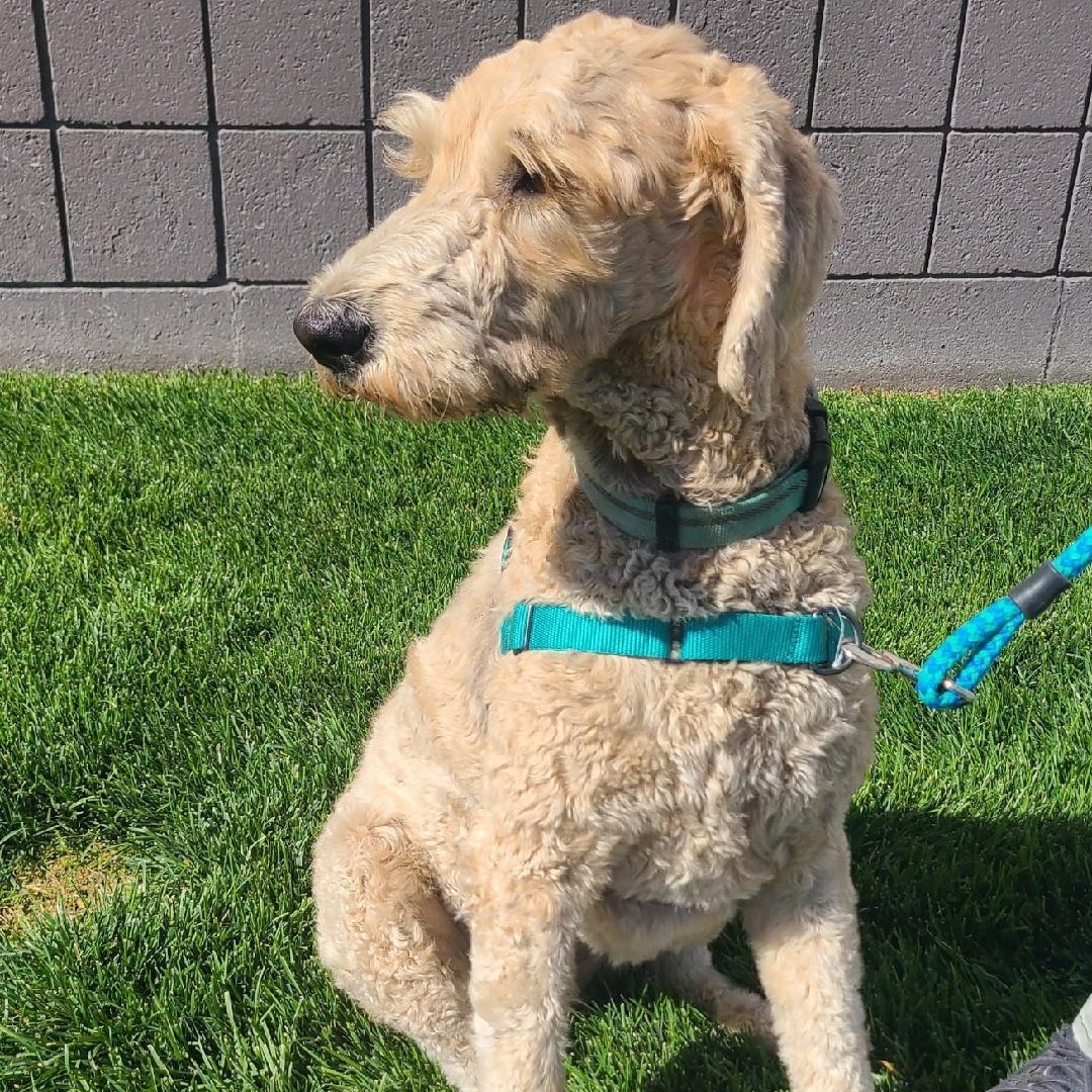 Polly (and Lucy), an adoptable Goldendoodle in Millville, UT, 84326 | Photo Image 1