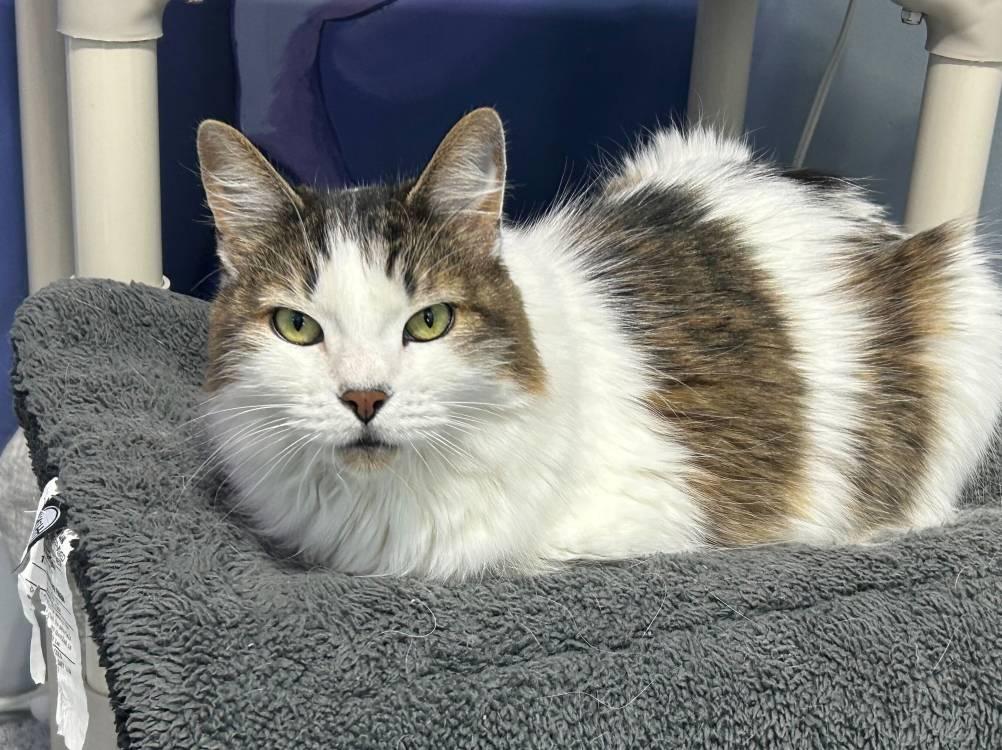 Jinshi, Adoptable, Senior Male Domestic Long Hair.