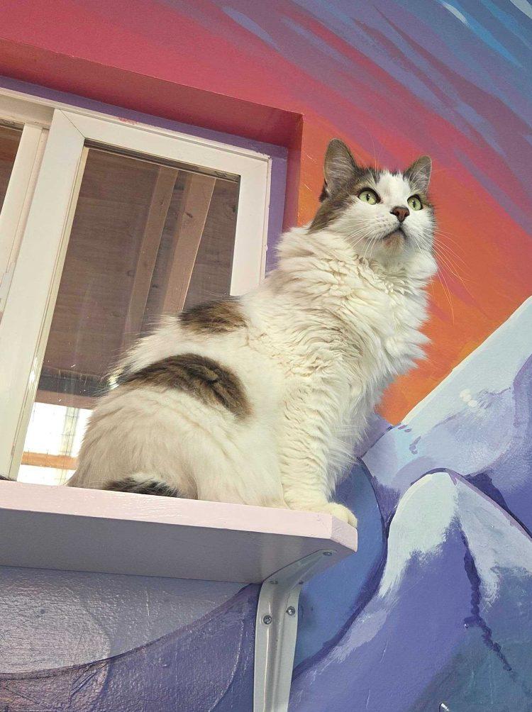 Enlarge Jinshi, a Adoptable Domestic Long Hair in Colorado Springs, CO image 2/3
