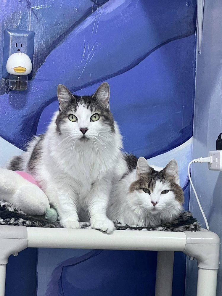 Enlarge Jinshi, a Adoptable Domestic Long Hair in Colorado Springs, CO image 3/3