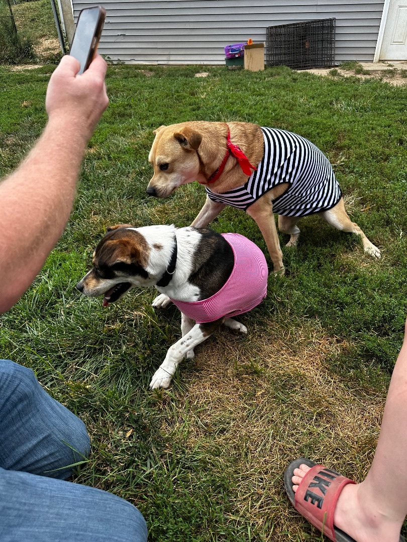 Enlarge Lizzie, a Adoptable mixed breed in St. Clair, MO image 2/4