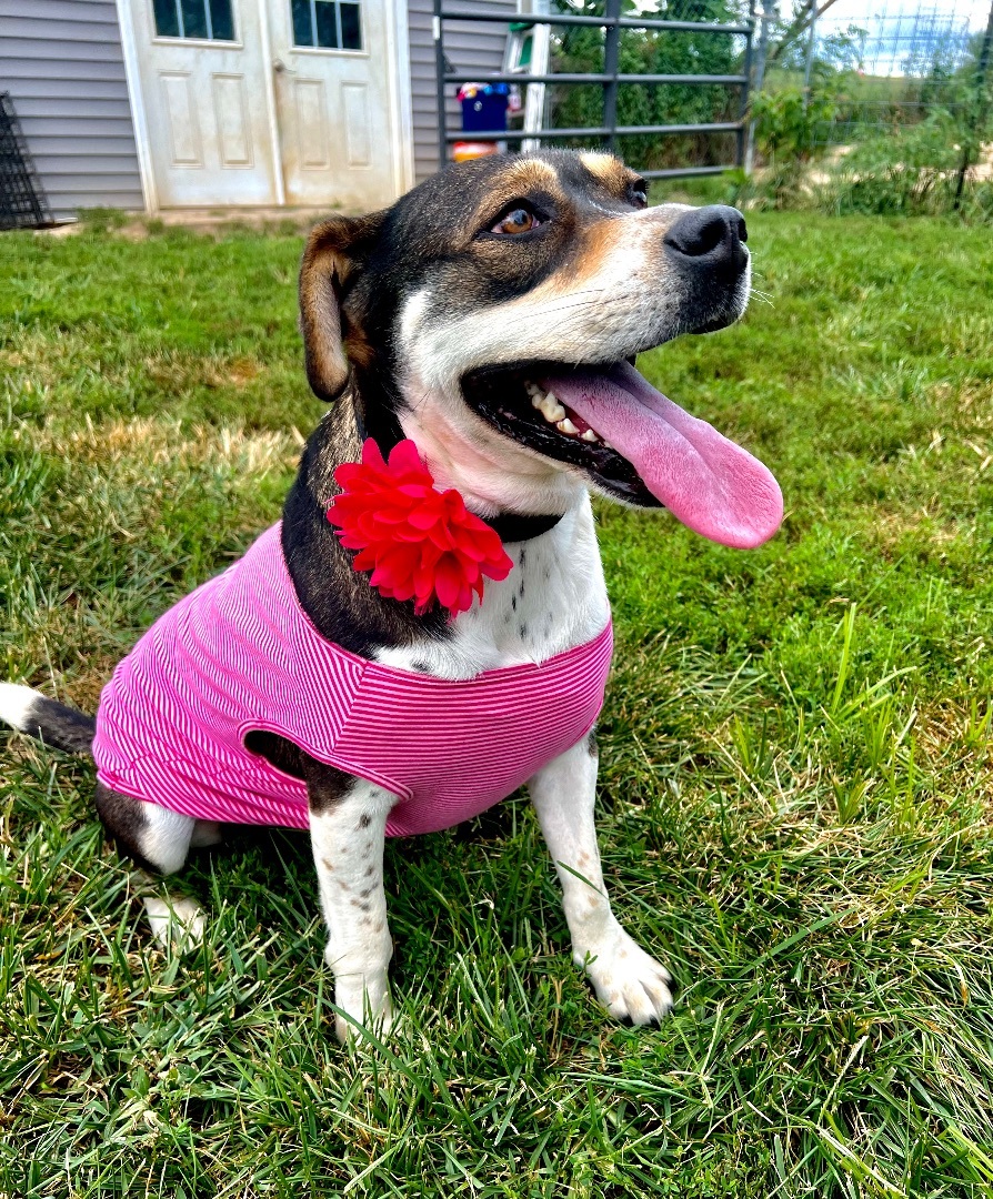 Lizzie, Adoptable, Adult Female Husky.