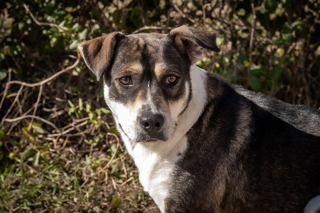Enlarge Lizzie, a Adoptable mixed breed in St. Clair, MO image 3/4