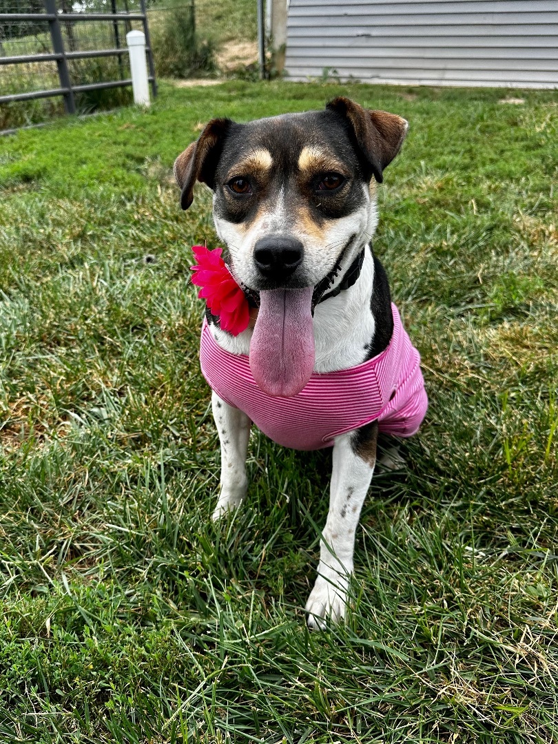 Enlarge Lizzie, a Adoptable mixed breed in St. Clair, MO image 4/4