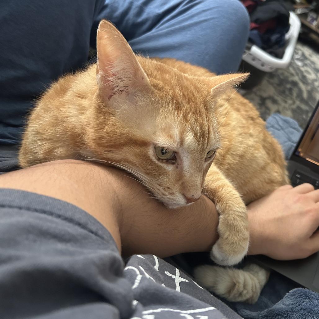 Buster, Adoptable, Adult Male Domestic Short Hair.