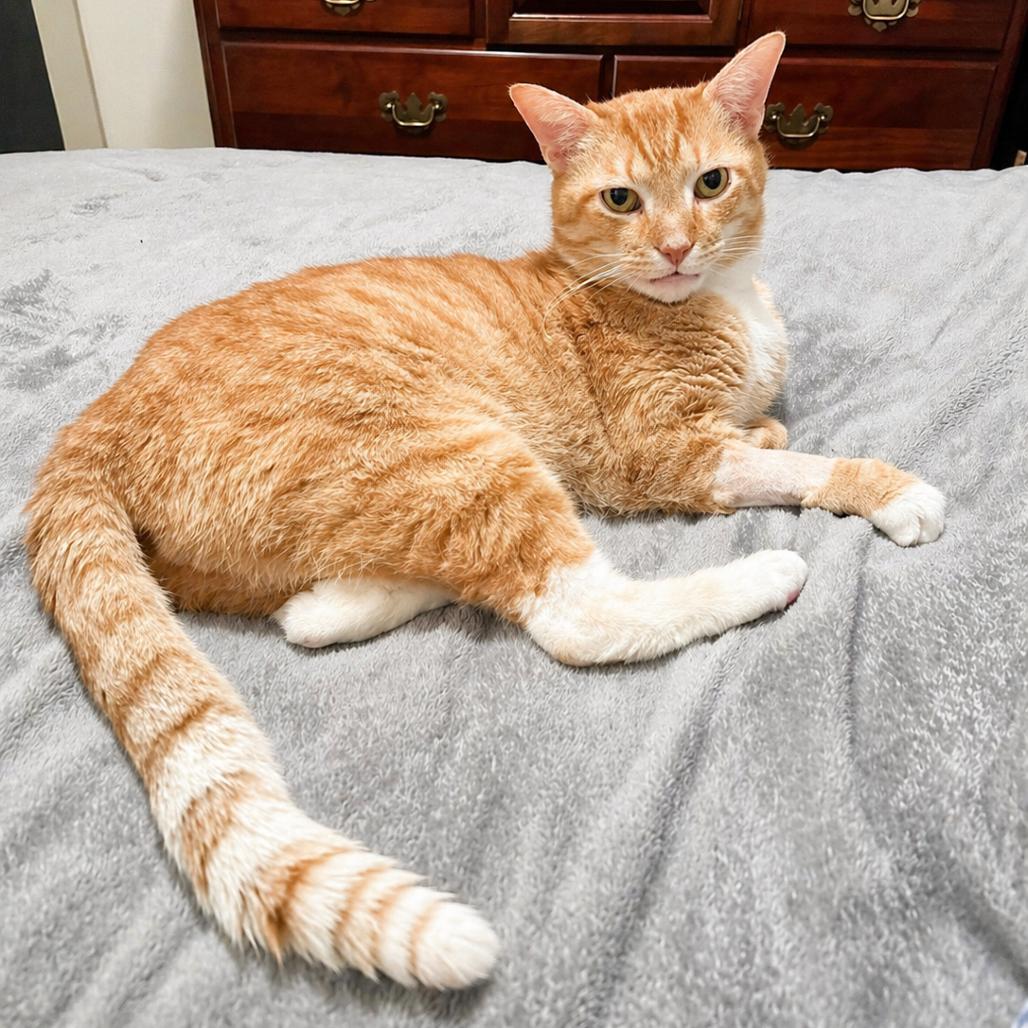 Enlarge Buster, a Adoptable Domestic Short Hair in Nashville, TN image 2/6