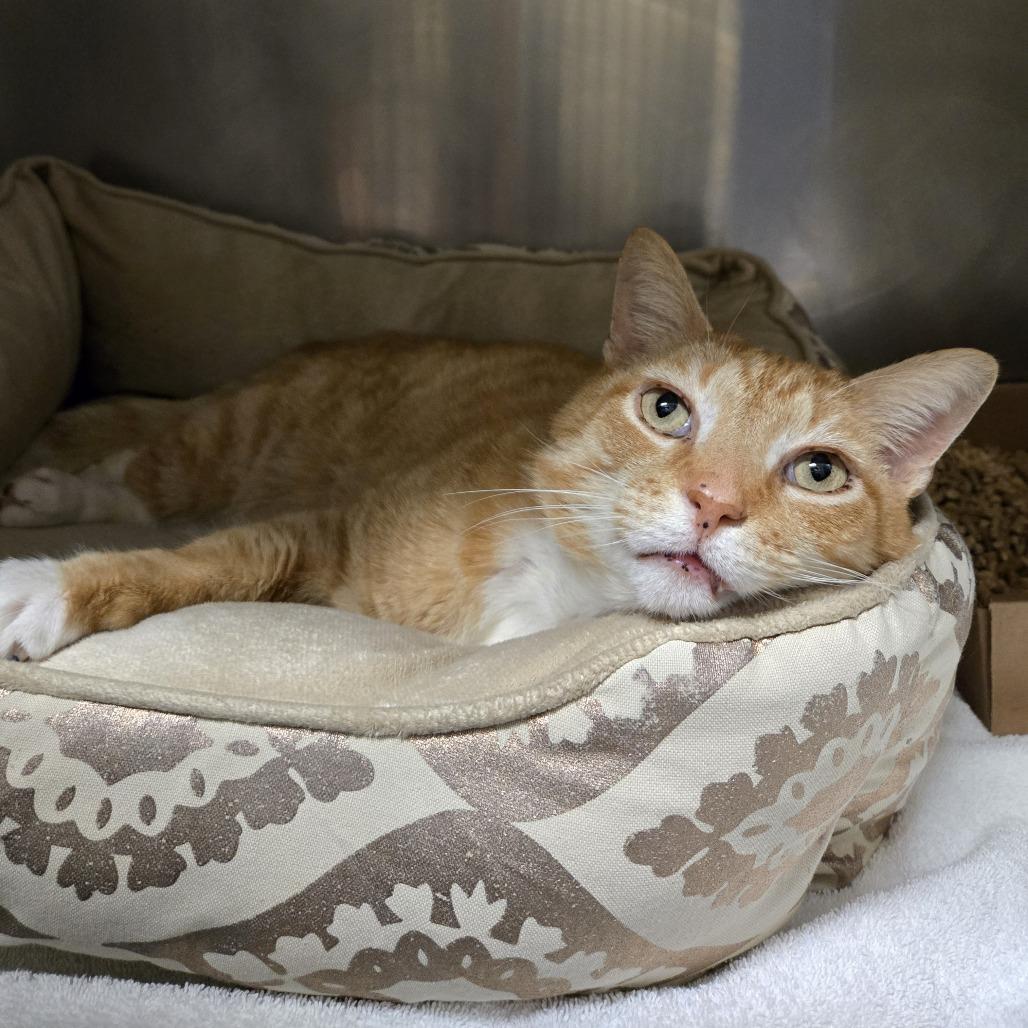 Enlarge Buster, a Adoptable Domestic Short Hair in Nashville, TN image 4/6