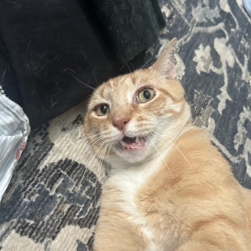 Enlarge Buster, a Adoptable Domestic Short Hair in Nashville, TN image 5/6