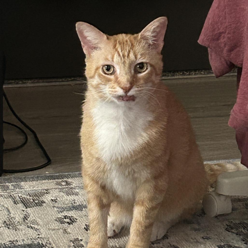 Enlarge Buster, a Adoptable Domestic Short Hair in Nashville, TN image 6/6