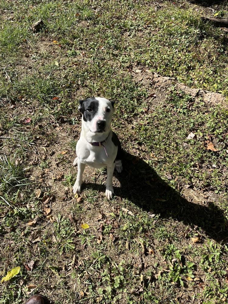 Diesel, Adopted, Adult Male Pit Bull Terrier.