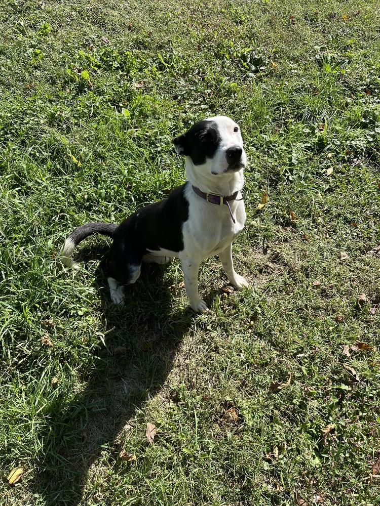 Enlarge Diesel, a Adopted mixed breed in Osgood, IN image 2/3