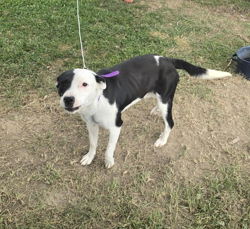 Enlarge Diesel, a Adopted mixed breed in Osgood, IN image 3/3