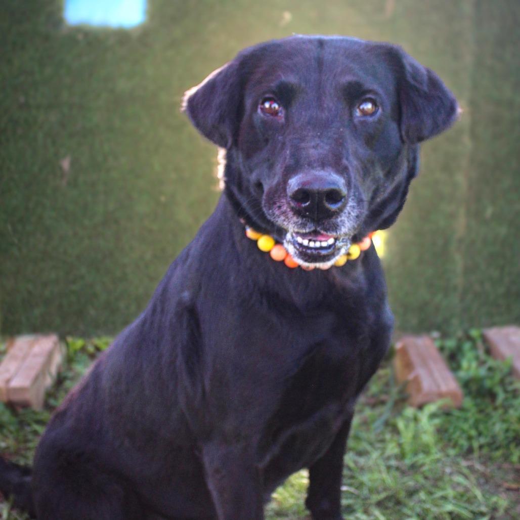 Enlarge Belle, a Adoptable mixed breed in Lake Jackson, TX image 2/2