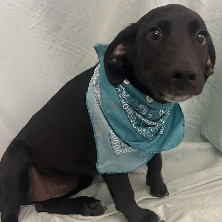 Callie, Adoptable, Puppy Female Mixed Breed.