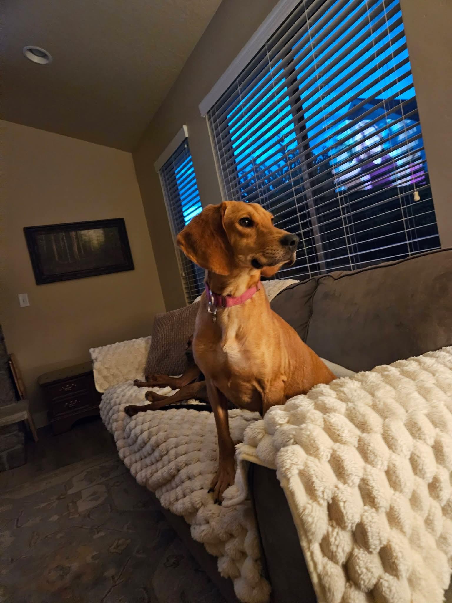 Enlarge Naomi, a Adoptable Hound in Midway, UT image 2/3