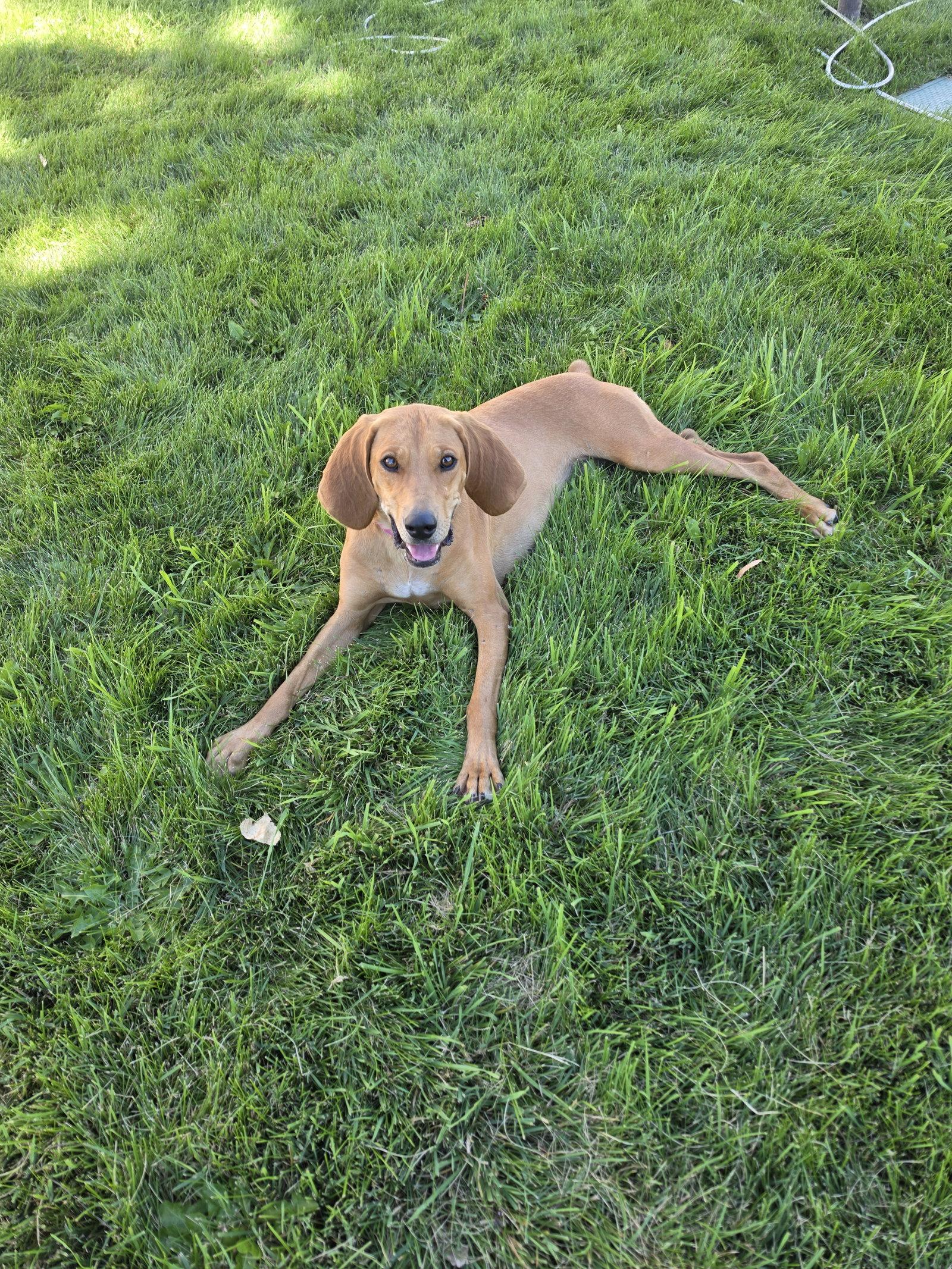 Enlarge Naomi, a Adoptable Hound in Midway, UT image 2/3