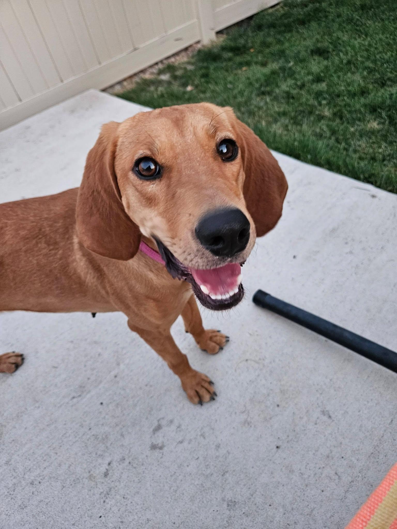 Enlarge Naomi, a Adoptable Hound in Midway, UT image 3/3