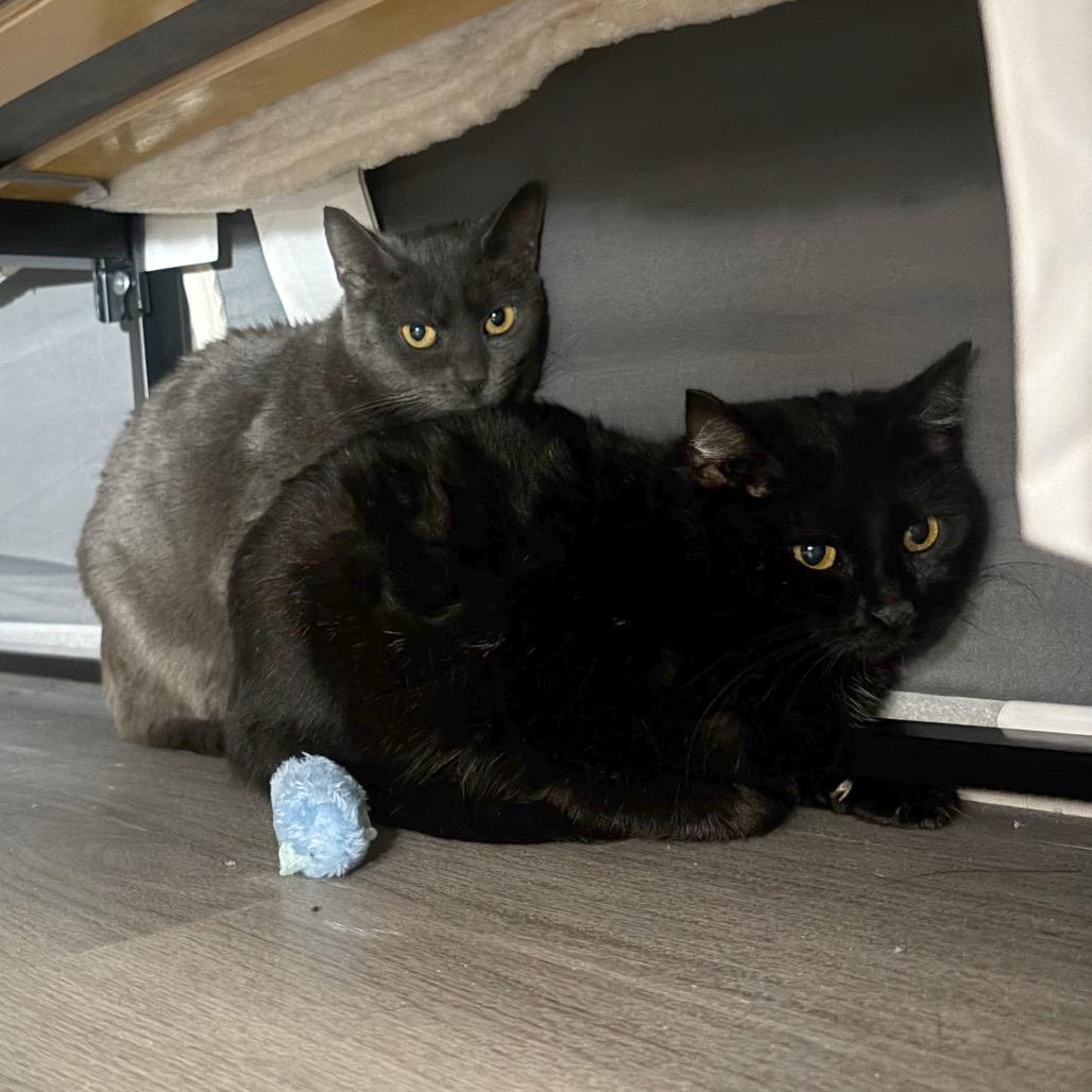 Enlarge Bonnie Tyler, a Adoptable Domestic Short Hair in Washington, DC image 1/2