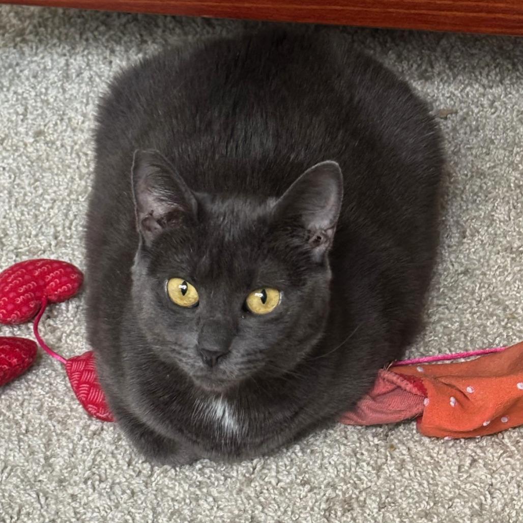 Bonnie Tyler, a Adoptable Domestic Short Hair in Washington, DC image 2/4