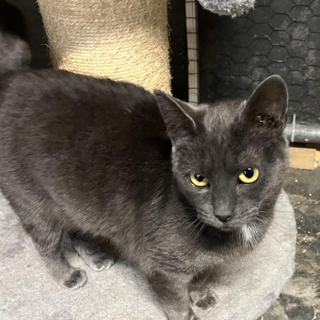 Enlarge Bonnie Tyler, a Adoptable Domestic Short Hair in Washington, DC image 2/2