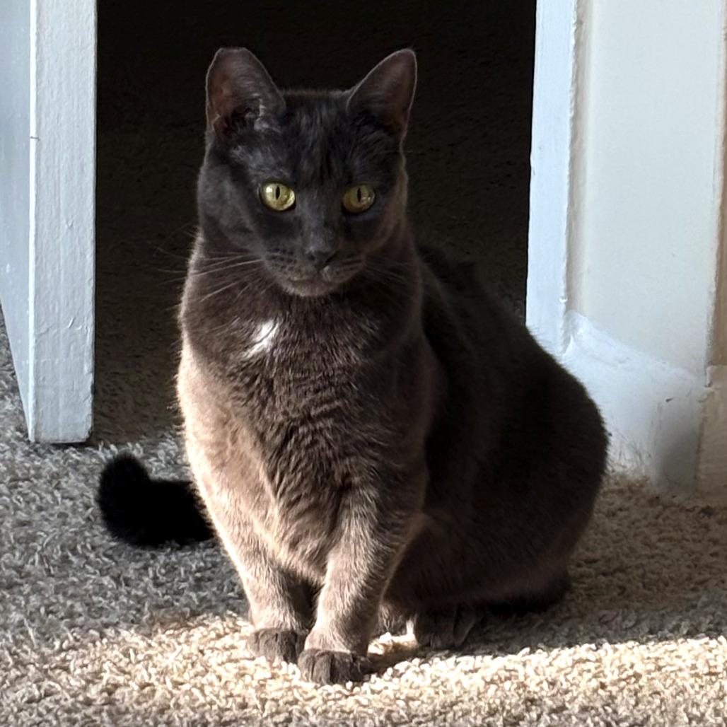 Bonnie Tyler, a Adoptable Domestic Short Hair in Washington, DC image 4/4