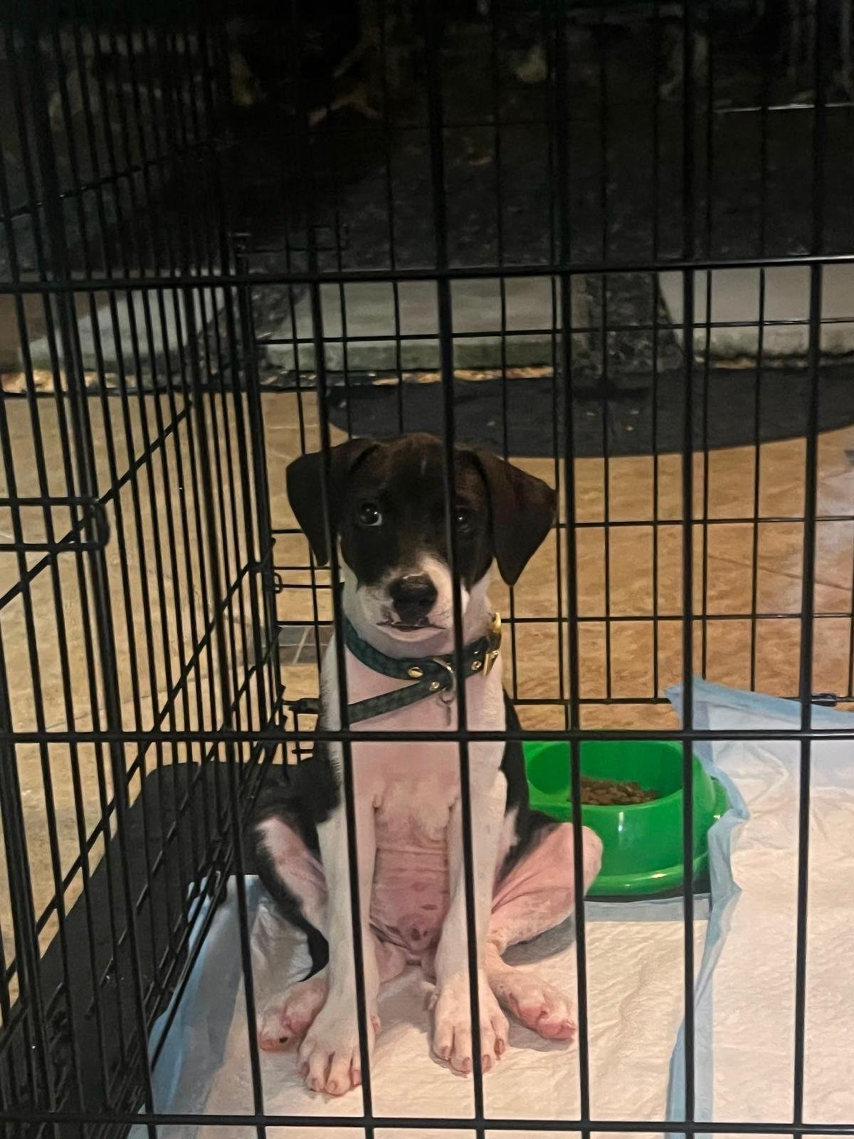 Enlarge Leonel - Paradise Rescue, a Adoptable mixed breed in Oregon City, OR image 5/6