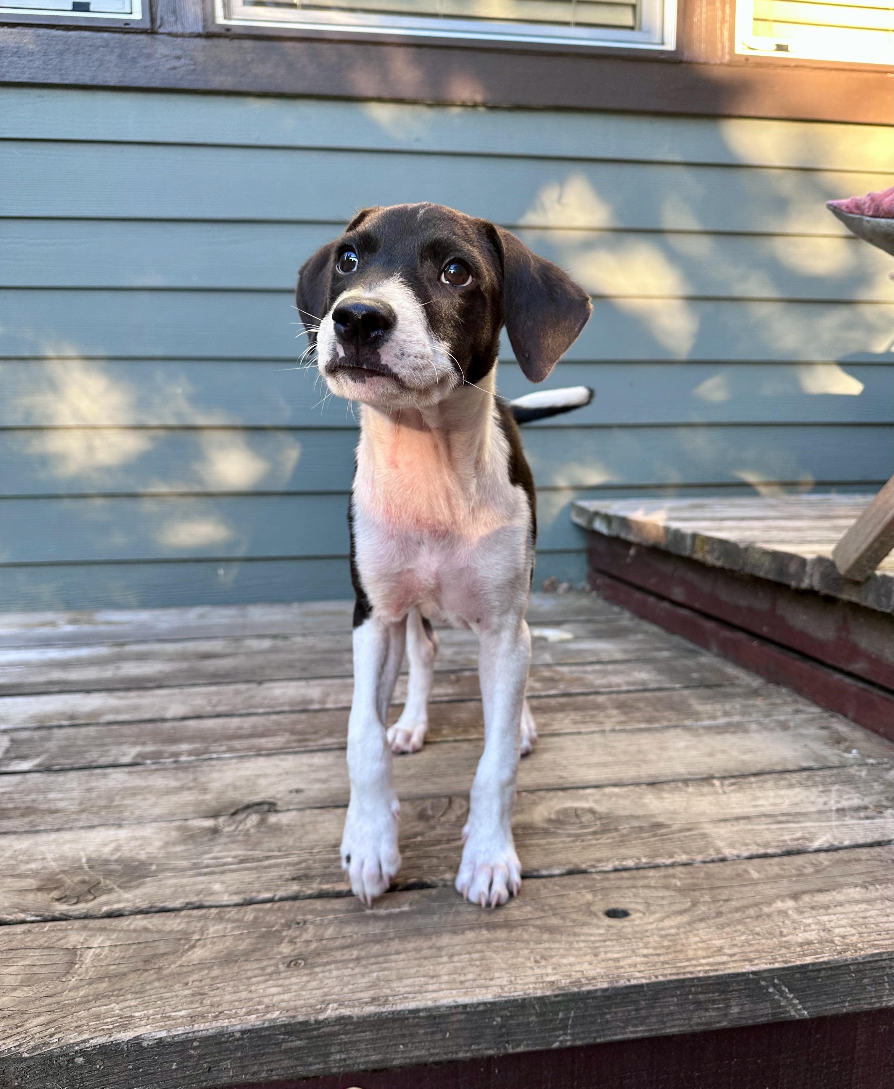 Enlarge Leonel - Paradise Rescue, a Adoptable mixed breed in Oregon City, OR image 3/6