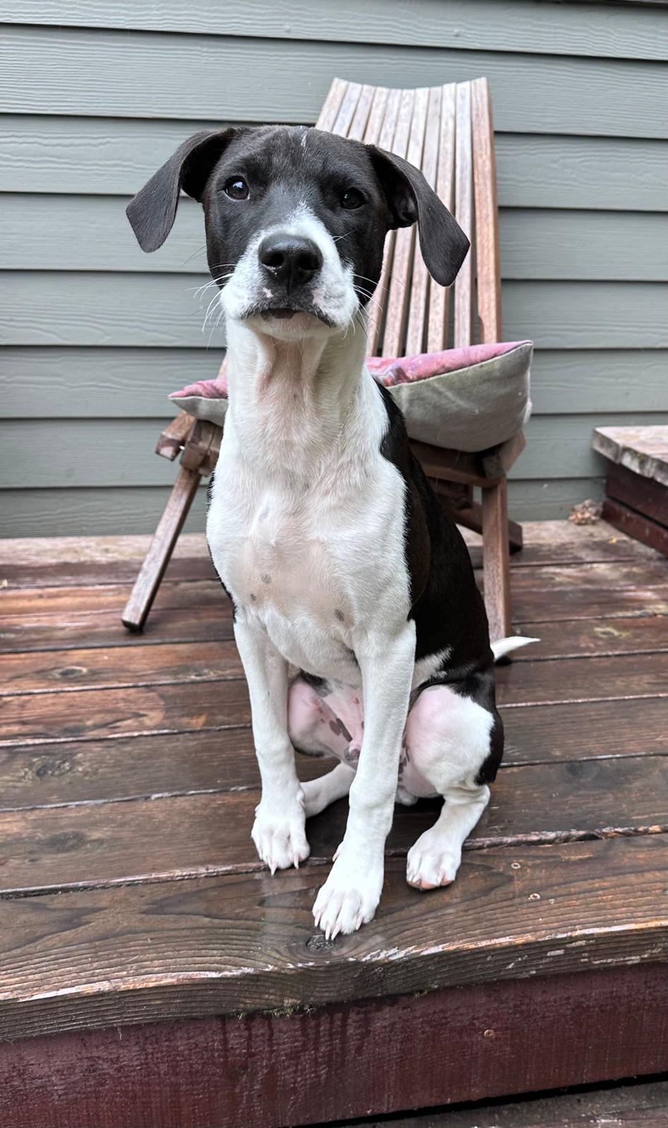 Enlarge Leonel - Paradise Rescue, a Adoptable mixed breed in Oregon City, OR image 2/6