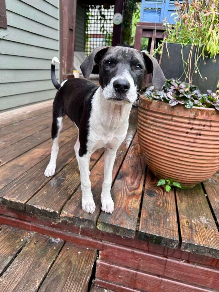 Enlarge Leonel - Paradise Rescue, a Adoptable mixed breed in Oregon City, OR image 1/6
